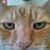 Laura Lavacca's profile image
