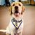 Debby Eagle Gillaugh's profile image