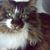 Roula Markidou's profile image
