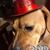Debra Bales Davis's profile image