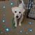 Bob Evatz's profile image