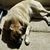 Laurie Stiffler Kirwan's profile image