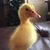 Elvo VO's profile image