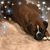 Janis Dobson-Macey's profile image