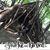 Jorge Ivan Trevino's profile image
