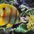 Adele Creager's profile image