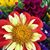 Vicki Zamzow Schneider's profile image