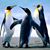 Jeanine Bussard's profile image