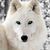 Dion DeCelles's profile image