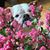 Tiffany Schimmerling's profile image
