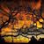 Diane Renee Lind' Gorman's profile image