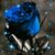 Virginia Rogers's profile image