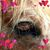 Lori Ann Moreno's profile image