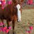 Lisa Huffman Ley's profile image