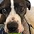 Miciah Dodge's profile image