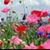 Debbie Mayle's profile image