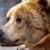Nick Sobbe's profile image