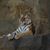 Jeffery Viens's profile image