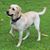 Chris Boles's profile image