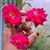 Valobasar Rong's profile image
