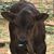 Derreck Ehrenberg's profile image