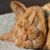 Sunny Chard's profile image