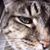 Jeffrey Roy's profile image