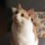 Brenda Boling Shewokis's profile image