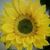 Jeanne Howard's profile image