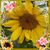 Annette Marceau Bracy's profile image