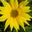 Kimberly VanDerScheer's profile image
