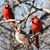 Cathy Lincks Galinis's profile image