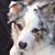 Sheri North Testin's profile image