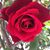 Gemma Lapuz Sison's profile image