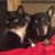 Vicky Lewellen Brehm's profile image