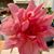 Carol Rinier Jordan's profile image