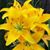 Connie Bowlin's profile image