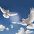 Patti Phippen's profile image