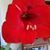 Sandra Harris's profile image
