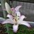 Terry Davis Browning's profile image