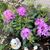 Cheryl Glentz Becigneul's profile image