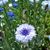 Susanne Roscoe-Bardasz's profile image
