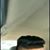 Shane Prasad's profile image