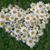 Lauren Reichs Tedesco's profile image