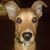 David Williamsen's profile image