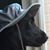 Susan Powell's profile image