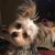 Pamela Stephenson's profile image