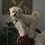 Charles Gibson's profile image