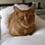 Rebecca Mayes's profile image