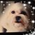 Diane Sullivan Holmes's profile image